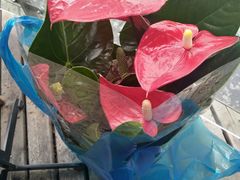 -双季花艺园艺市场(浦东店)
