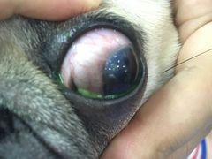 -美联众合动物医院(·中兽医·疑难杂症·严家桥分院)