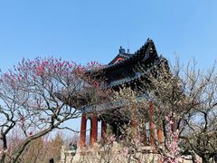 -梅花山(明孝陵内)