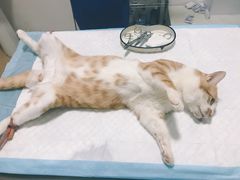 -灵美宠物诊所