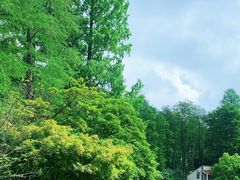 -上海共青森林公园