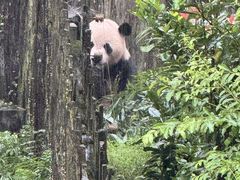 -成都动物园