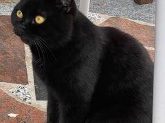 -喵屿·大理花园猫咖