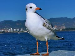 -海埂大坝