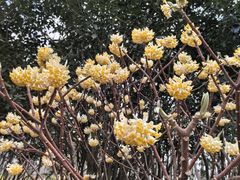 -合肥滨湖国家森林公园