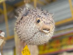 -大澳渔村及棚屋