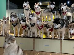 -Husky Go! 哈士奇体验馆·宠物咖啡厅狗咖