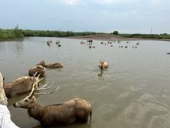 -宁波杭州湾国家湿地公园