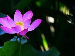 -陈家山荷花公园