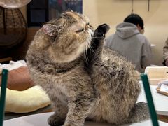 -滚猫咖啡·猫咖·猫友好撸猫(未来城店)