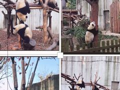 -成都大熊猫繁育研究基地