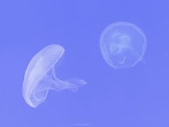 -多彩贵州城极地海洋世界