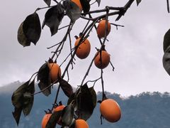 -林坑古村落