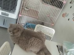 -我爱猫咪·猫咖·狗咖·安哥拉兔·羊驼咖(小寨华旗店)