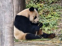 -中国大熊猫保护研究中心雅安碧峰峡基地