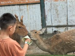 -深圳野生动物园