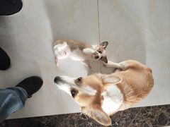 -喜洋洋宠物医院(震川路总店)