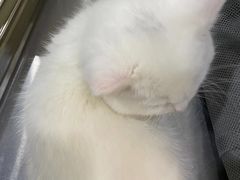 -动物缘宠物医院·骨科·猫科(西二环店)