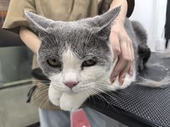 -爱洗澡的猫(天河路店)
