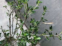 -扫雪煮茶(西村店)