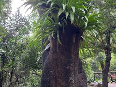 -深圳仙湖植物园