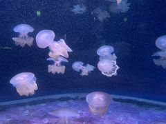 -欢乐海岸海洋奇梦馆