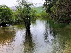 -黄龙山原始森林景区