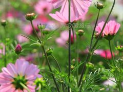 -海心沙亚运公园