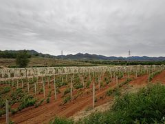 -北京张裕爱斐堡酒庄