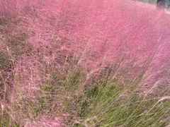 -羊亭河湿地公园