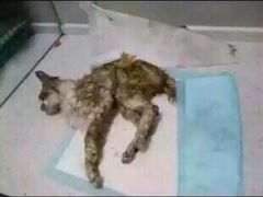 盛京一禾-盛京一禾