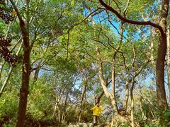 -上海佘山国家森林公园天马山园