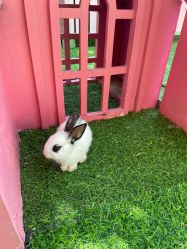 -萌宠亲子动物乐园(槐房万达店)