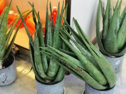 -尚艺美容美发直营店