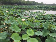 -荷塘月色湿地公园·向阳花洲
