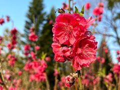 -桃花涧
