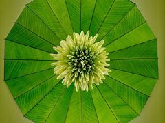 -荷兰布尔玛国际花艺学院