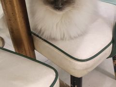 -安格丽娜·狗咖·猫咖羊驼咖(春熙路百盛商场店)