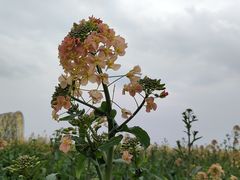 -中国天府农业博览园