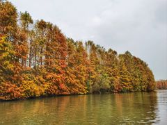 -上海海湾国家森林公园