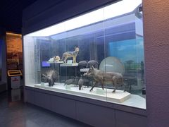 -国家自然博物馆