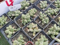 -三圣花乡旅游区