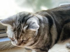 -Cappucimeow猫咪咖啡馆(韦伯时代店)