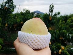 -老袁家蜜桃农场·阳山水蜜桃