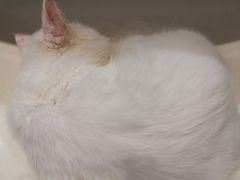 -飞行喵MR PILOT|猫舍·猫咖(静安大融城店)