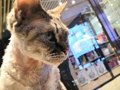-momokira米努特·德文卷毛猫·棉花面纱犬