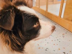 -逗柴咖啡屋·狗咖猫咖宠物桌游