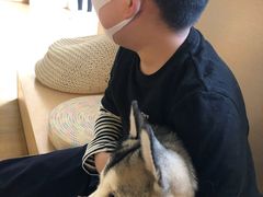 -Husky Go! 哈士奇体验馆·宠物咖啡厅狗咖