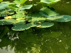 -国家植物园南园