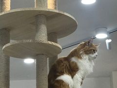 -喵园·猫主题咖啡厅·撸猫·猫咖(国贸店)